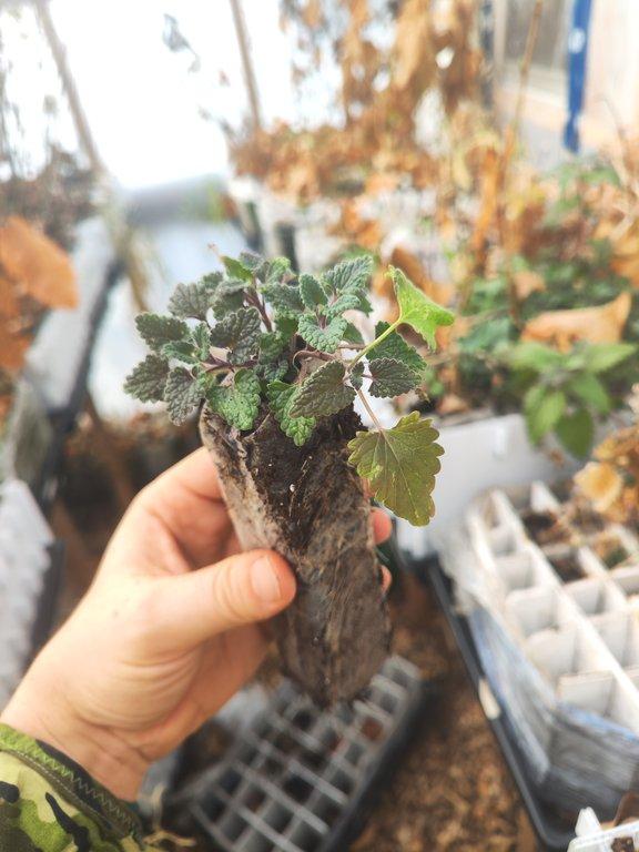 Catnip (Nepeta cataria) 250ml