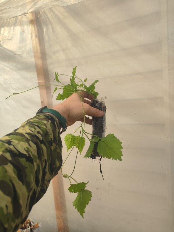 Hops (Humulus lupulus)