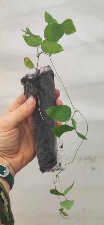 Hog peanut (Amphicarpaea bracteata)