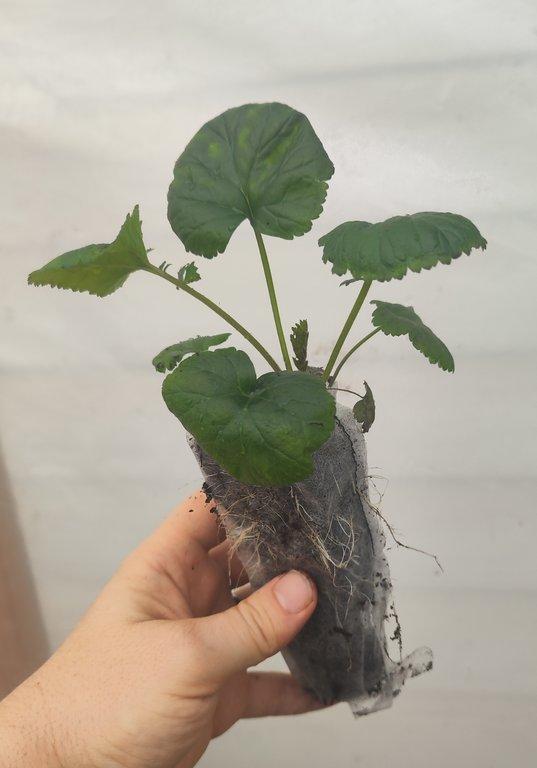 White avens (Geum canadense)