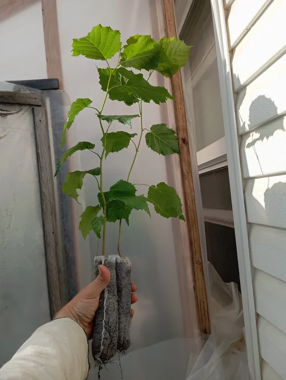 Hazelnut Sapling (250ml)